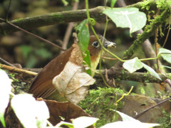 Grallaria flavotincta