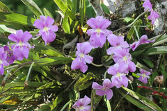 Miltoniopsis bismarkii