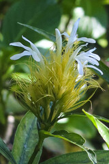 Justicia croceochlamys