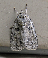 Acronicta retardata