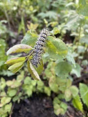 Hemileuca eglanterina