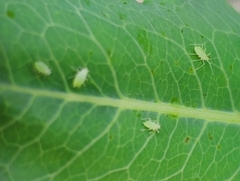 Acyrthosiphon