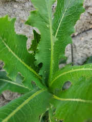 Acyrthosiphon