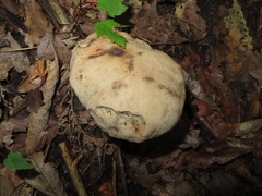 Gyroporus cyanescens