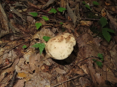 Gyroporus cyanescens