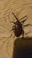 Prionus californicus