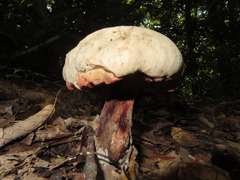 Gyroporus cyanescens