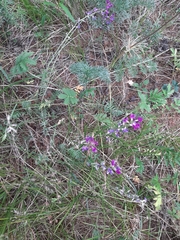 Astragalus versicolor