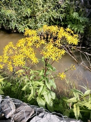 Senecio sarracenicus