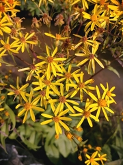 Senecio sarracenicus