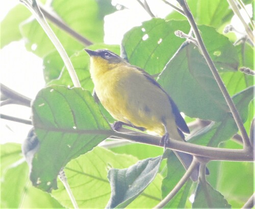 Superciliaried Hemispingus (Thlypopsis superciliaris), photo 3