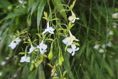 Epidendrum englerianum