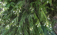 Epidendrum englerianum