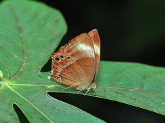 Abisara geza