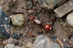 Manica