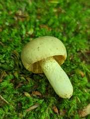 Russula pulverulenta