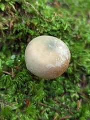 Russula pulverulenta