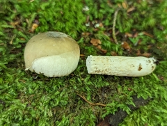 Russula pulverulenta