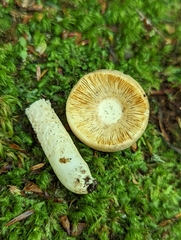 Russula pulverulenta