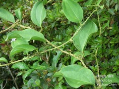 Smilax bracteata bracteata