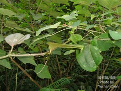 Smilax bracteata bracteata