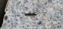 Chalybion japonicum