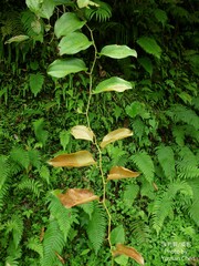 Smilax bracteata bracteata