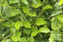 Smilax bracteata bracteata