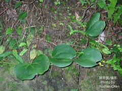 Smilax bracteata bracteata