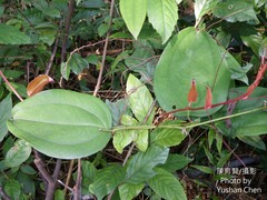 Smilax bracteata bracteata