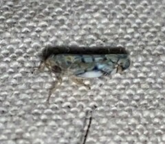 Scaphoideus opalinus