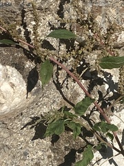 Amaranthus