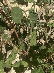 Amaranthus
