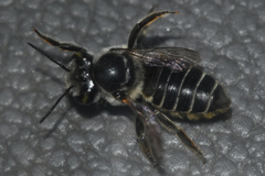 Megachile petulans