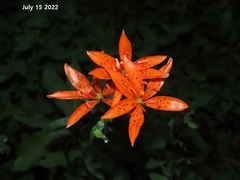 Lilium distichum