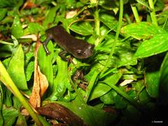 Pseudoeurycea werleri