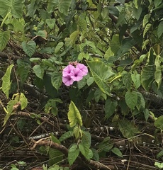 Ipomoea pedicellaris