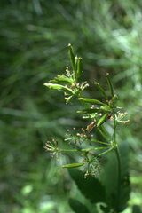 Osmorhiza depauperata