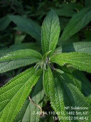 Debregeasia longifolia