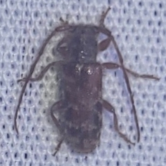 Eupogonius tomentosus