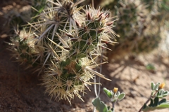 Grusonia clavata
