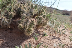 Grusonia clavata