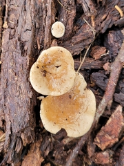 Clitocybe semiocculta