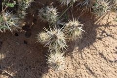 Grusonia clavata