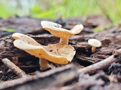 Clitocybe semiocculta