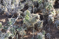 Grusonia clavata