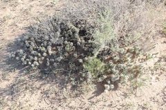 Grusonia clavata