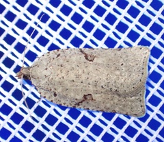 Meritastis polygraphana
