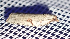 Meritastis polygraphana
