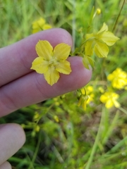 Lysimachia quadriflora